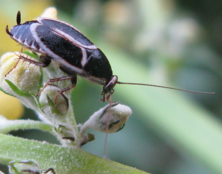 Phyllodromica marginata (Blattellidae Ectobiinae)